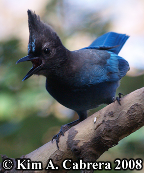 Steller's Jay on branch. Photo copyright Kim A.
                  Cabrera 2008.