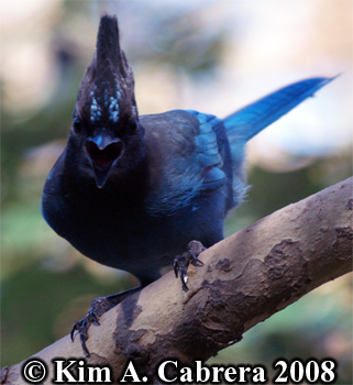 Steller's Jay hollering. Photo copyright Kim A.
                  Cabrera 2008.
