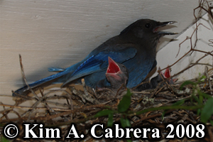 Steller's jay and chicks in nest. Photo
                    copyright Kim A. Cabrera 2008.