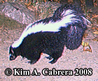 Striped
                  skunk photo on trail cam. Photo copyright Kim A.
                  Cabrera 2008.