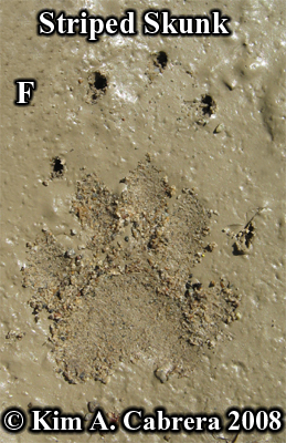 Beautiful Striped skunk track in mud, showing
                    long front claw marks. Photo copyright by Kim A.
                    Cabrera 2008.