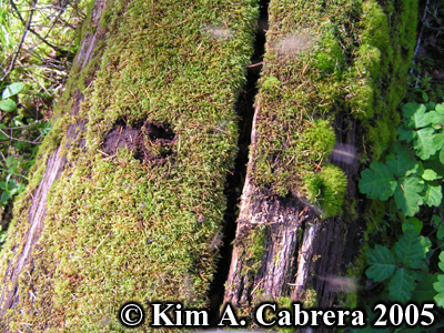 
                Scuffing of moss on a log. Photo copyright by Kim A.
                Cabrera 2005.
