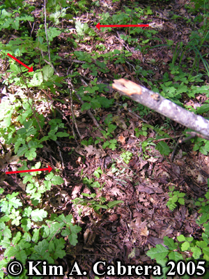 The twig from the photo above and some arrows
                showing sign on the ground indicating they walked this
                way. Photo copyright Kim A. Cabrera 2005.