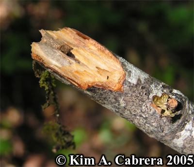 Twig
                broken by human passage. This is called aerial sign.
                Photo copyright Kim A. Cabrera 2005.