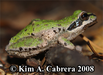 Treefrog
                    on a trail. Photo copyright Kim A. Cabrera 2008.