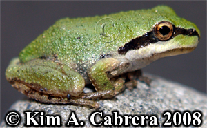 Pacific
                      tree frog green color. Photo copyright by Kim A.
                      Cabrera 2008.
