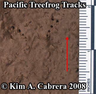 Treefrog tracks. Photo copyright Kim A.
                      Cabrera 2008.
