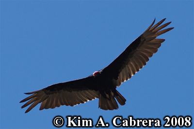 soaring
                      turkey vulture