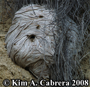 Yellowjacket
                    wasp nest. Photo copyright by Kim A. Cabrera 2008.