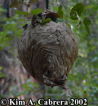 Yellowjacket wasp nest in tan oak tree. Photo
                    copyright by Kim A. Cabrera 2002.