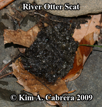 River otter scat. Photo copyright Kim A. Cabrera 2009.