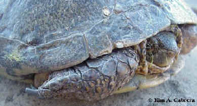 Pond turtle found in Bull
                    Creek, Humboldt Redwoods State Park, California.
                    Photo copyright Kim A. Cabrera