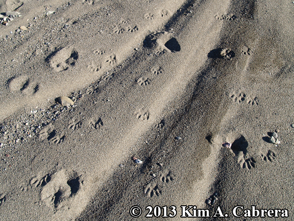 raccoon trails in sand