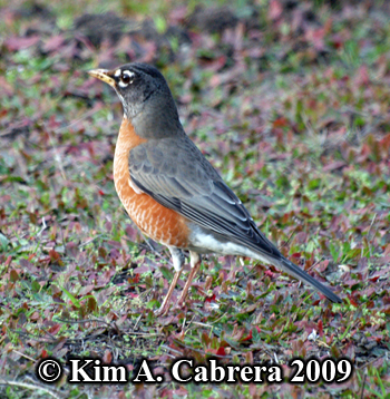 pretty
                    robin