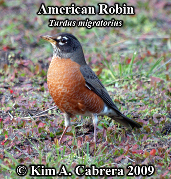 American robin