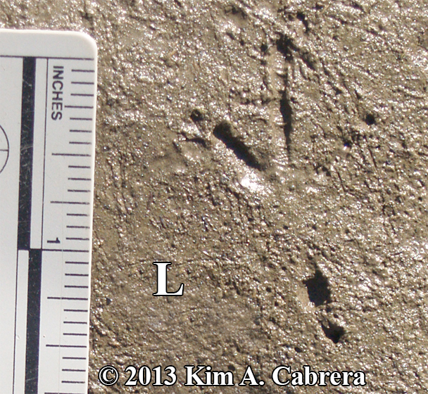 perfect
                    robin track