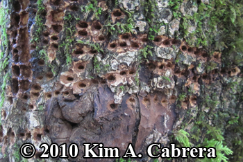 sapsucker feeding sign