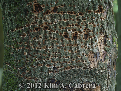 wells created by sapsucker