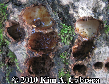 Close-up showing freshly opened wells