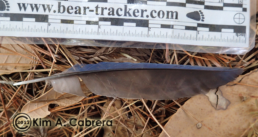 scrub jay feather