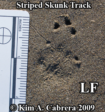 left
                    front striped skunk track in firm sand