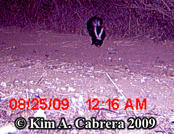 Trail
                    camera view of striped skunk
