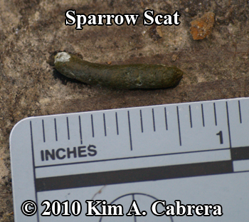 sparrow scat