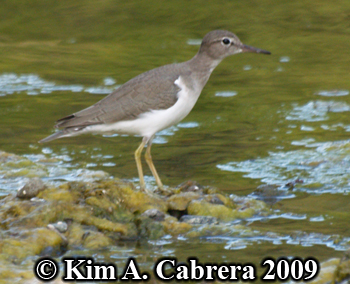 spotted sandpiper on shore