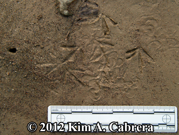 spotted sandpiper tracks