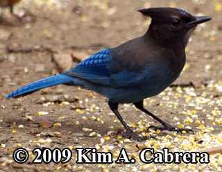 steller's jay