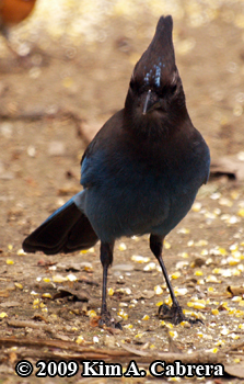 steller's jay