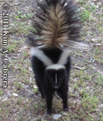 striped skunk charging the photographer with tail
                  raised