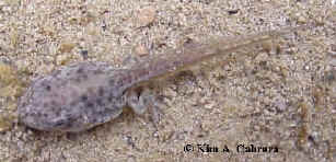 Tadpole
                  showing tail detail.