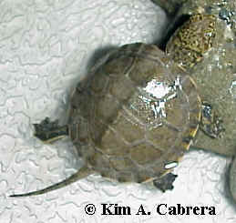 Baby turtle from the Eel
                    River. Photo copyright Kim A. Cabrera