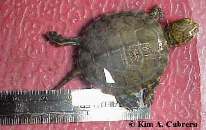 Baby turtle with ruler for
                    scale. Photo copyright Kim A. Cabrera.