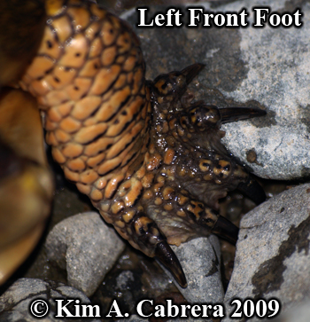 pond
                  turtle foot. Photo copyright Kim A. Cabrera 2009.