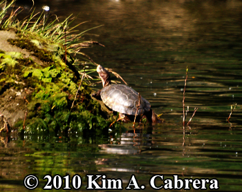 turtle above waterline. Photo copyright Kim A.
                    Cabrera.