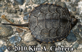 Western
                      pond turtle hatchling. Photo copyright Kim A.
                      Cabrera.