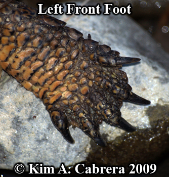 pond turtle foot. Photo copyright Kim A. Cabrera
                  2009.