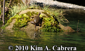 turtle on rock. Photo copyright Kim A.
                      Cabrera.