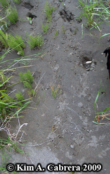 pond
                  turtle tracks. Photo copyright Kim A. Cabrera 2009.