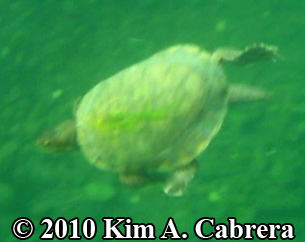 pic of turtle swimming. Photo copyright Kim A.
                    Cabrera.