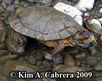handsome turtle. Photo copyright Kim A.
                    Cabrera.