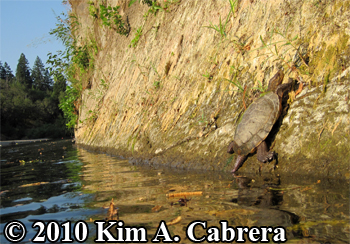 turtle on steep cliff face. Photo copyright Kim
                    A. Cabrera.