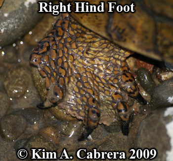 pond
                  turtle foot. Photo copyright Kim A. Cabrera 2009.