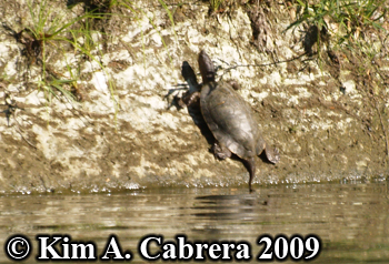 turtle
                    on steep cliff. Photo copyright Kim A. Cabrera.