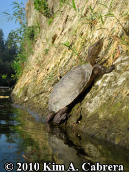 a basking turtle. Photo copyright Kim A.
                    Cabrera.