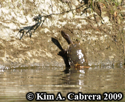pond turtle leaving the water. Photo copyright
                    Kim A. Cabrera.