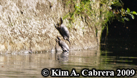pair of
                    turtles. Photo copyright Kim A. Cabrera.