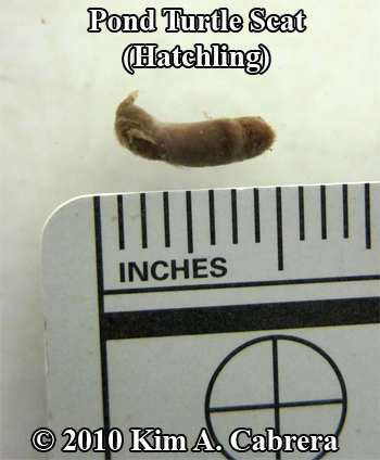 pond turtle
                scat